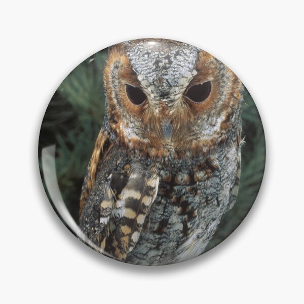 Item preview, Beautiful Flammulated Owl Sits on a Branch in the Woods designed and sold by ScienceSource.