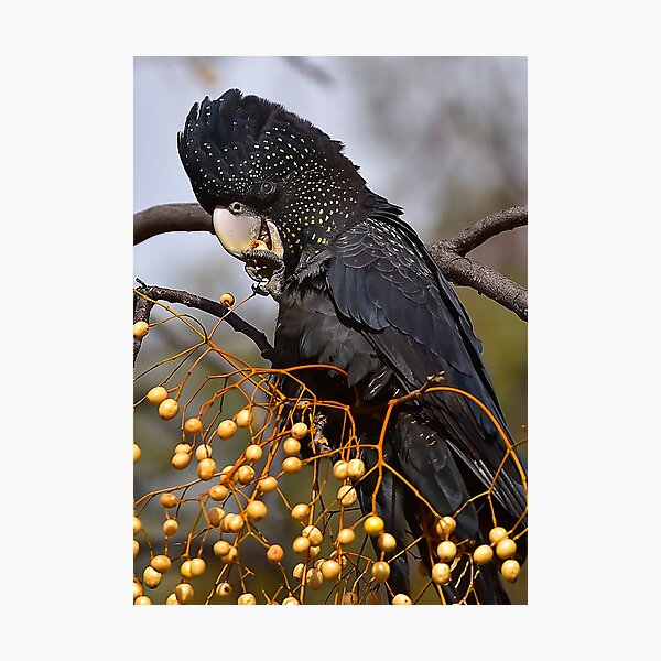 Red Tailed Black Cockatoo Photographic Print