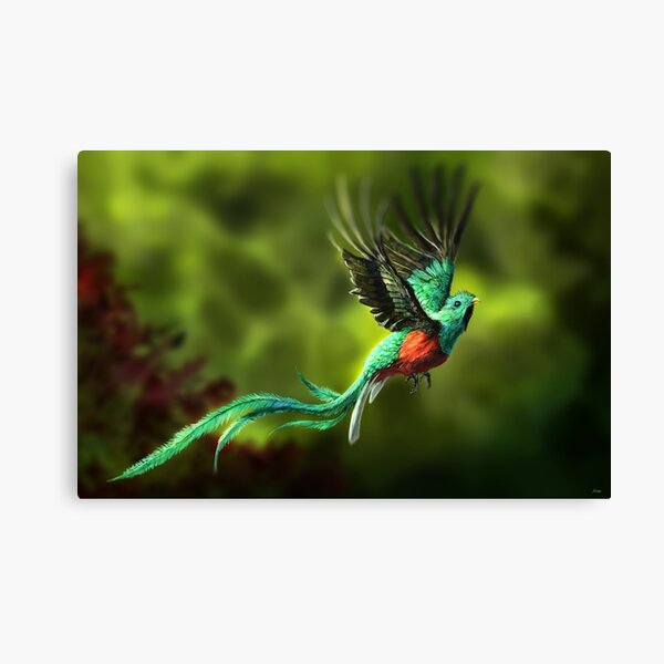 Peace Resplendent Quetzal Canvas Print For Sale By Alandodrawing Redbubble