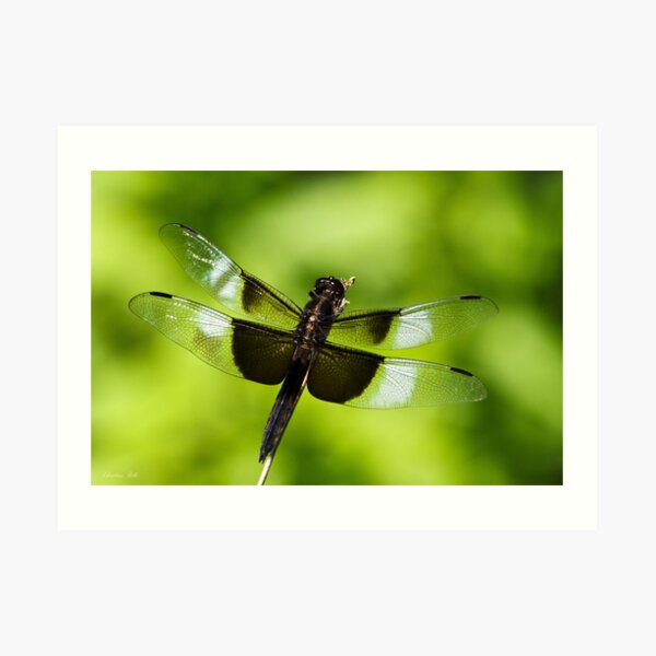 Dragonfly Close up Art Print