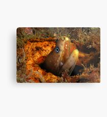 Green Moray Metal Print