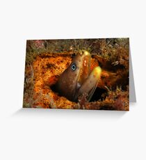 Green Moray Greeting Card