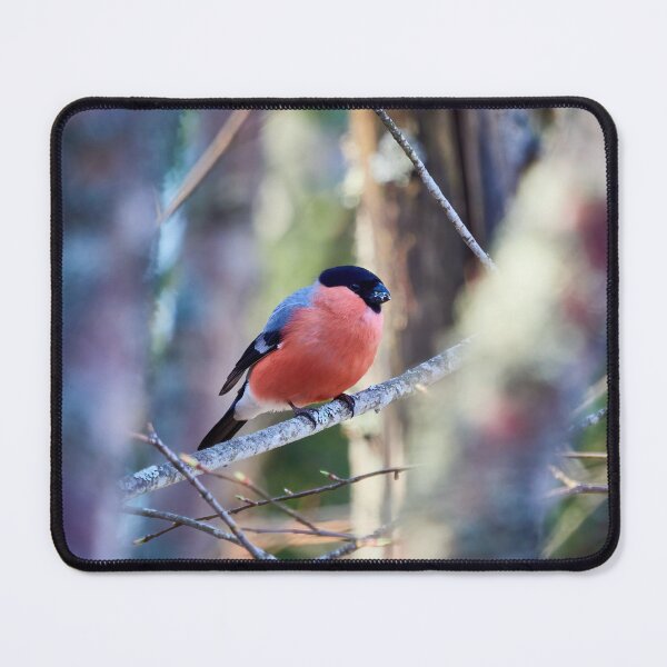 Item preview, Bright pastels. Eurasian bullfinch designed and sold by Jouko Lehto Photography.