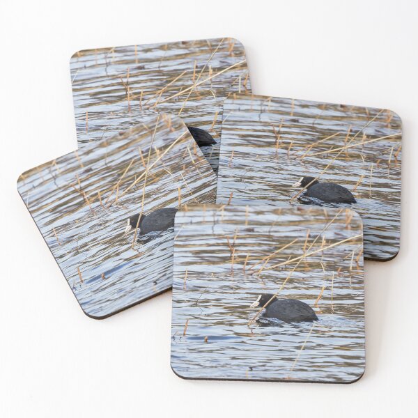 Item preview, Suspicious minds. Eurasian coot designed and sold by Jouko Lehto Photography.