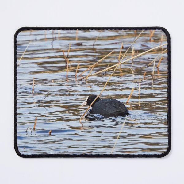 Item preview, Suspicious minds. Eurasian coot designed and sold by Jouko Lehto Photography.