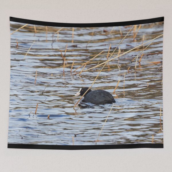 Item preview, Suspicious minds. Eurasian coot designed and sold by Jouko Lehto Photography.