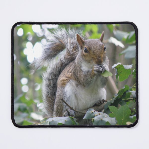 Item preview, Grey Squirrel Eating Sycamore Seeds Photograph designed and sold by naturegallery.