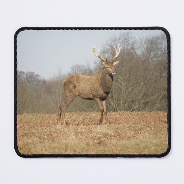 Item preview, Male Red Deer Stag on Hill Photograph designed and sold by naturegallery.