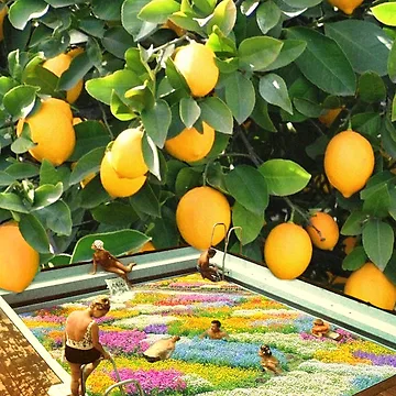 Artwork thumbnail, Poolside Lemons by _InTheGreenhouse