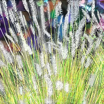 Artwork thumbnail, Spring Grass by designeq