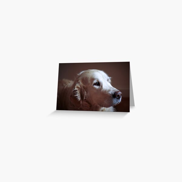 Golden retriever portrait Greeting Card