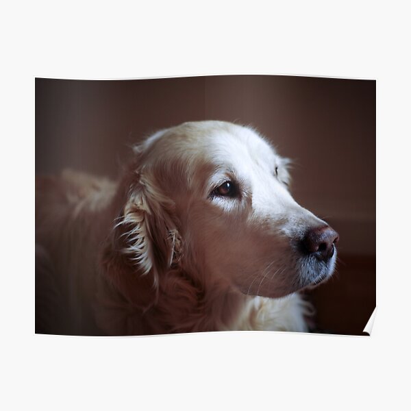 Golden retriever portrait Poster
