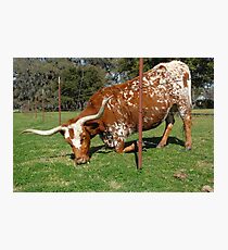 The grass is always greener on the other side of the fence . . . Photographic Print