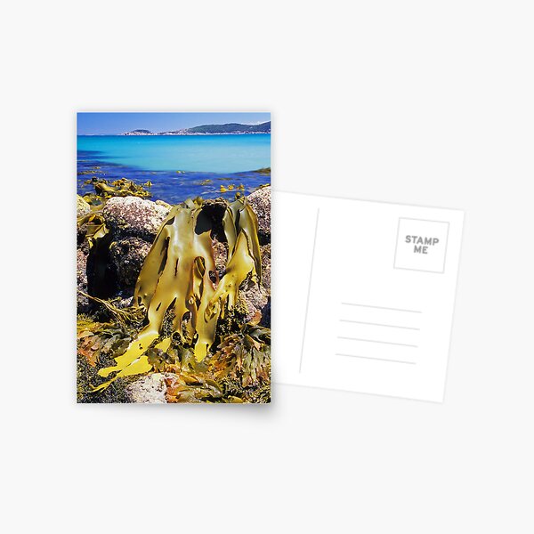 Item preview, Leather Kelp - Leonard Point designed and sold by Travis Easton.