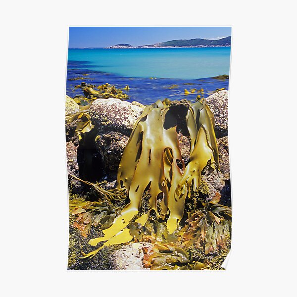 Leather Kelp - Leonard Point Poster