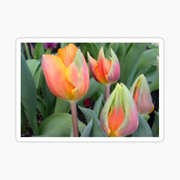 Tulip Princess Irene Pretty Flowers Sticker
