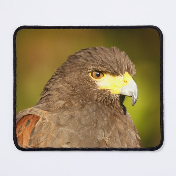 Item preview, Harris Hawk designed and sold by MartinPhotos.