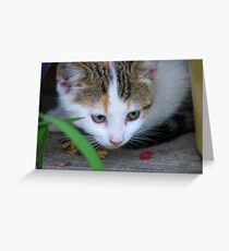 Kitten Greeting Card