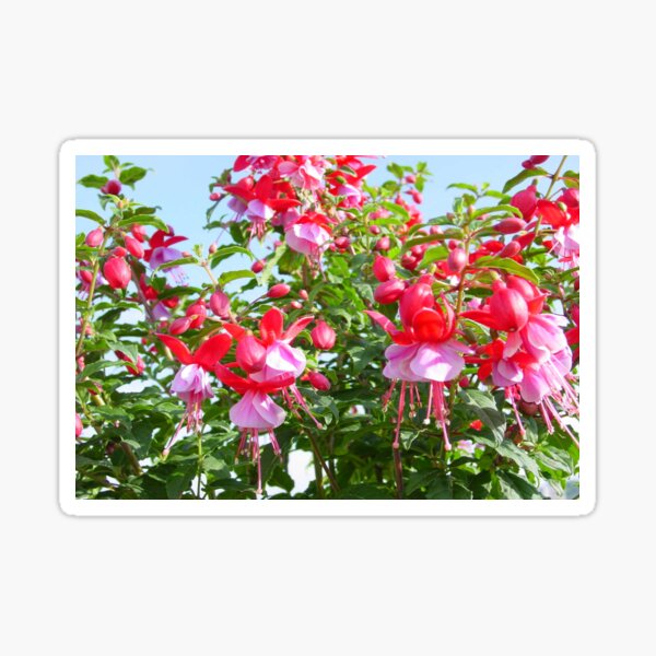 Fuchsia Sunbeam Samba Pretty Flowers Sticker