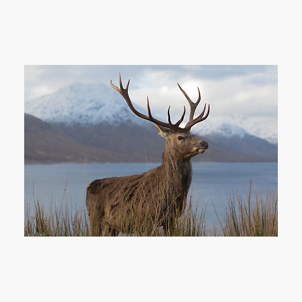 Red Deer Stag in Winter Photographic Print