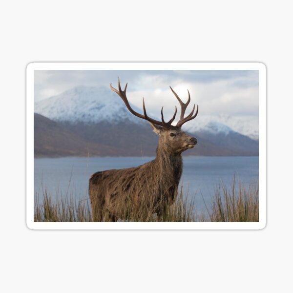 Red Deer Stag in Winter Sticker