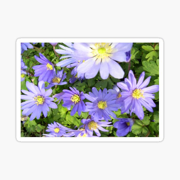 Anemone Blanda Blue Pretty Flowers Sticker