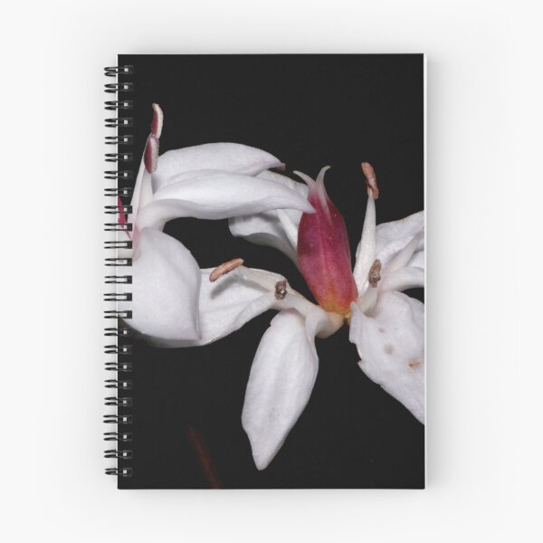 Item preview, Burchardia umbellate designed and sold by andrachne.