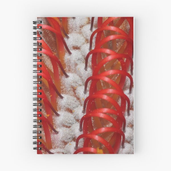 Item preview, Banksia coccinea designed and sold by andrachne.