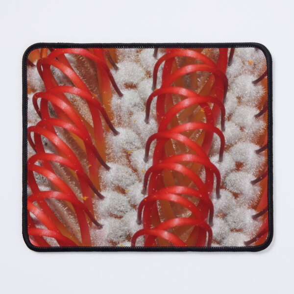 Item preview, Banksia coccinea designed and sold by andrachne.