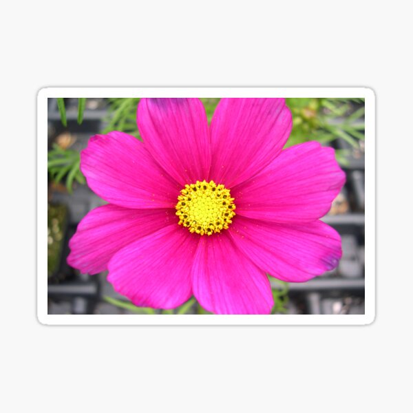 Cosmos Sensation Carmine Pretty Flowers Sticker