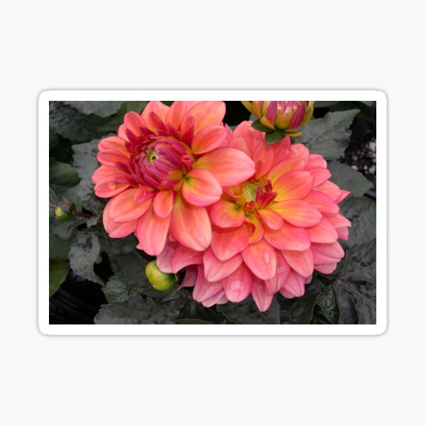 Dahlia Gallery Matisse Pretty Flowers Sticker