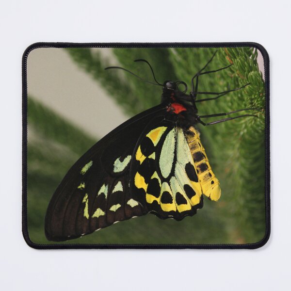 Item preview, Queen Alexandra's birdwing designed and sold by rootedrender.