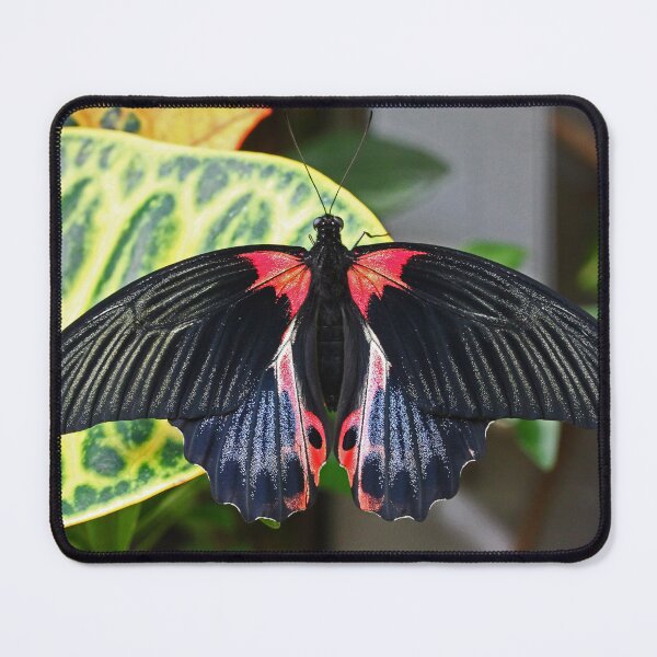 Item preview, Pink mormon butterfly designed and sold by rootedrender.