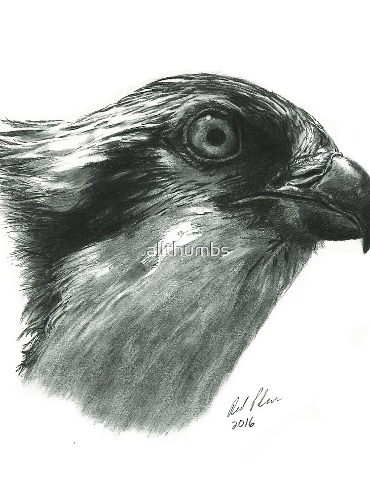 Osprey - bird of prey - fish hawk - bird lover Scarf for Sale by