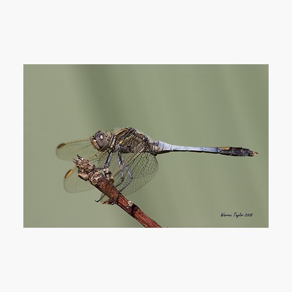 Blue Dragonfly Photographic Print