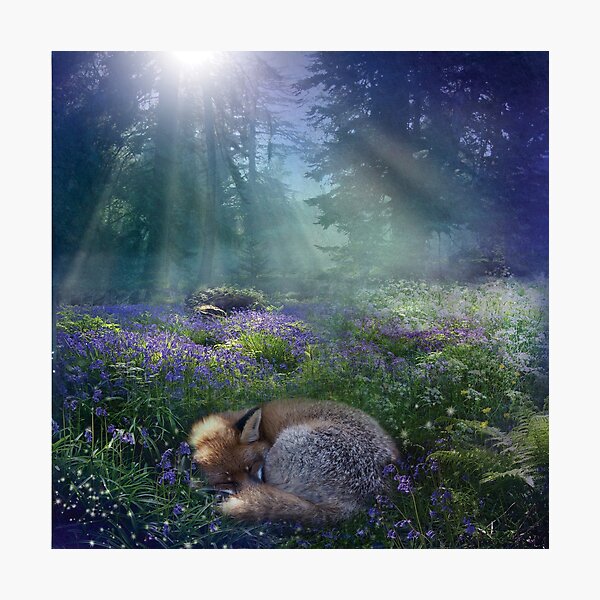 Bluebell Dawn Photographic Print