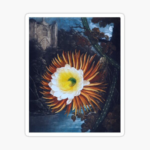Item preview, Antique Night Cereus Illustration designed and sold by jadeandjester.