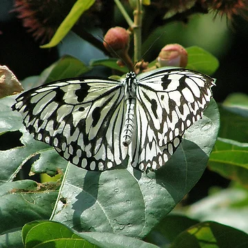 Artwork thumbnail, Butterfly by Rupprat
