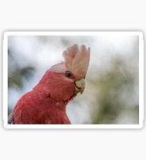 Galah Sticker