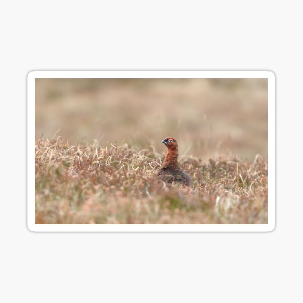 Red Grouse Sticker