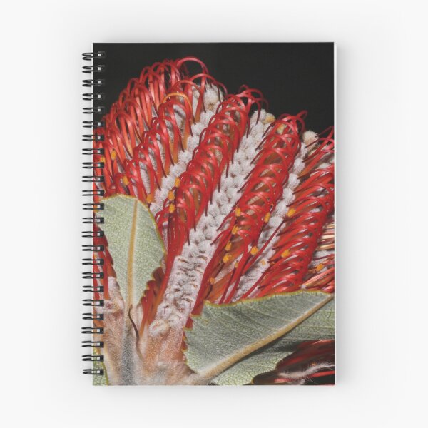 Item preview, Banksia coccinea designed and sold by andrachne.