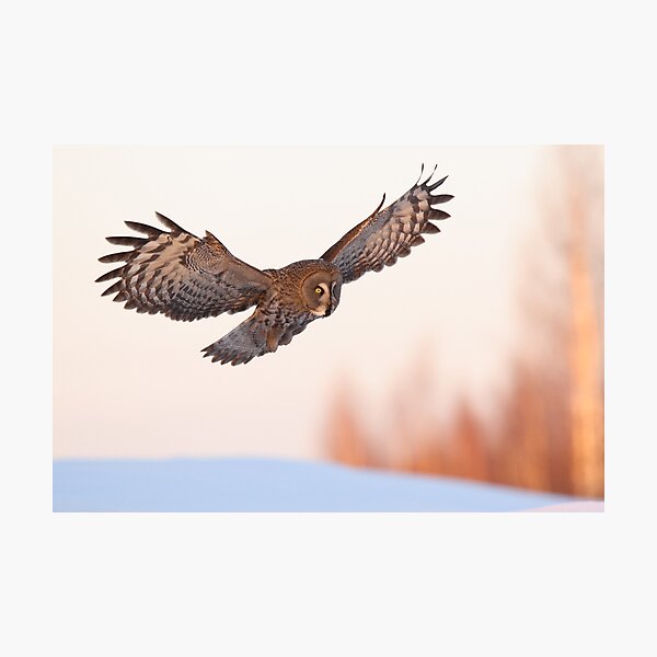 Great Grey Owl in flight Photographic Print