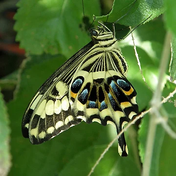Artwork thumbnail, Butterfly by Rupprat