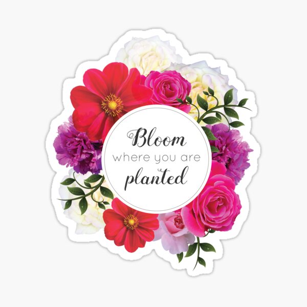 Inspirational Quotes - Bloom Where You Are Planted