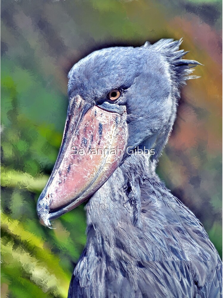 the shoebill