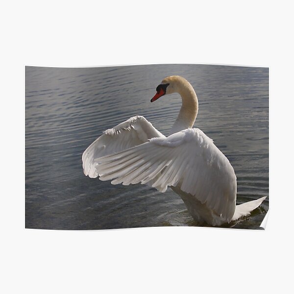 Mute Swan #1 Poster