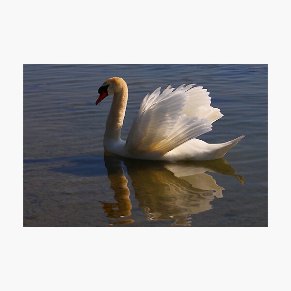 Mute Swan #1 Photographic Print