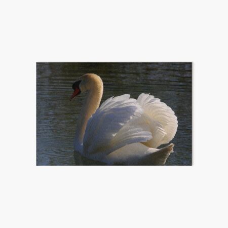 Mute Swan #2 Art Board Print