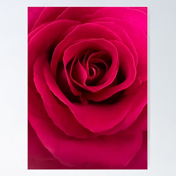 Item preview, A rose is a rose is a rose designed and sold by jpresar.