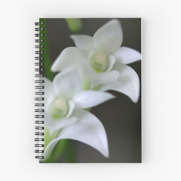 Item preview, Dendrobium kingianum var. alba. designed and sold by andrachne.